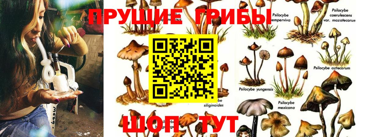 Галлюциногенные грибы Psilocybe Алексин